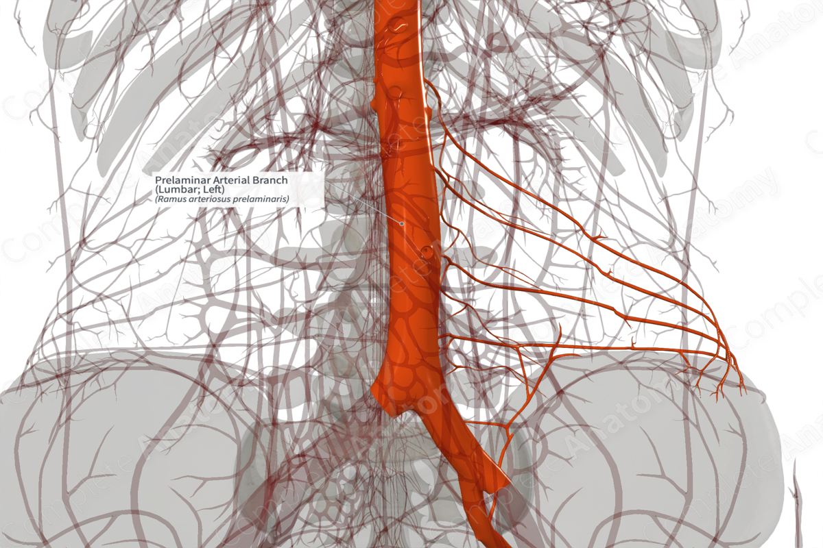 Prelaminar Arterial Branch (Lumbar; Left)