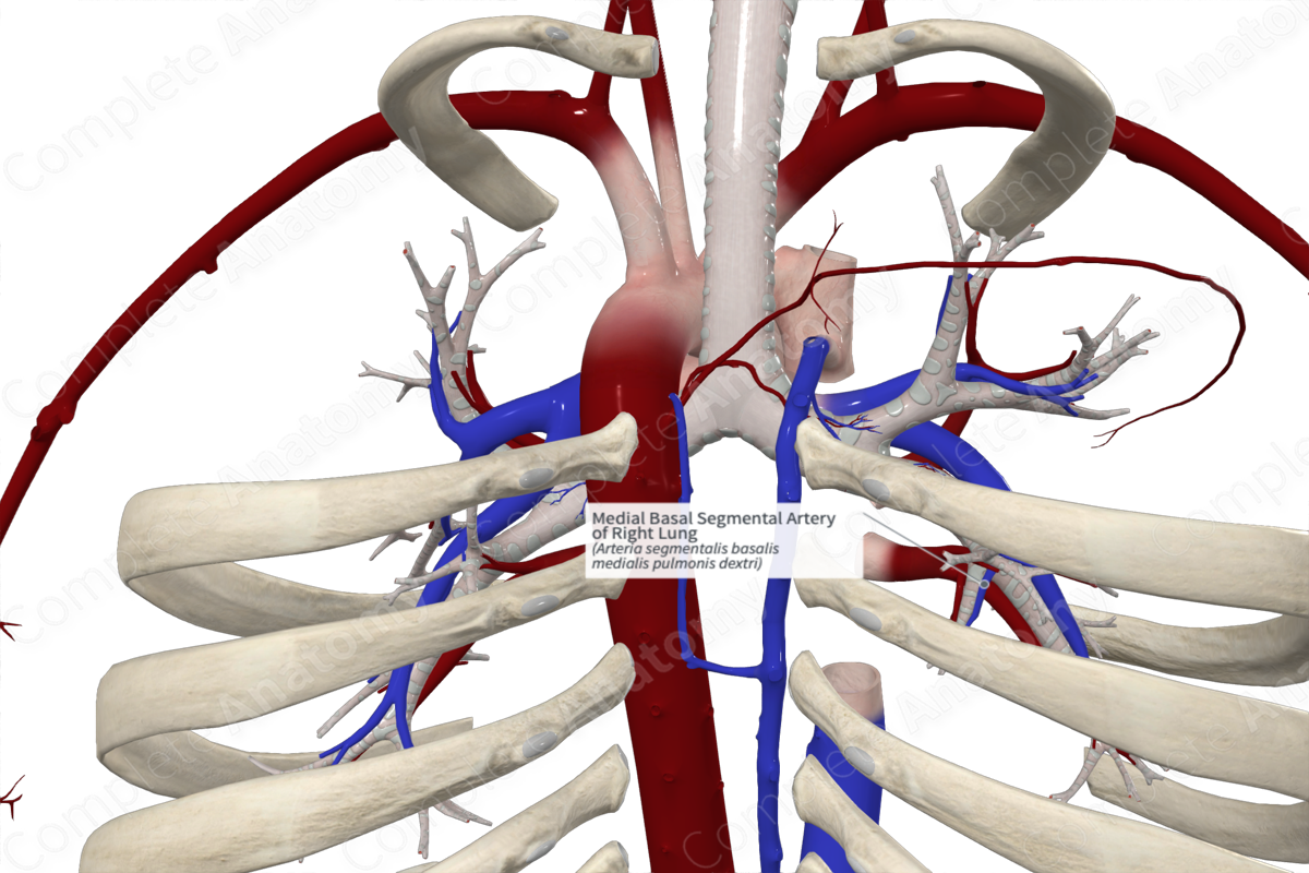 Medial Basal Segmental Artery of Right Lung