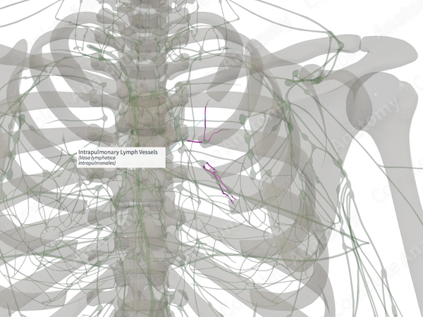Intrapulmonary Lymph Vessels (Left)