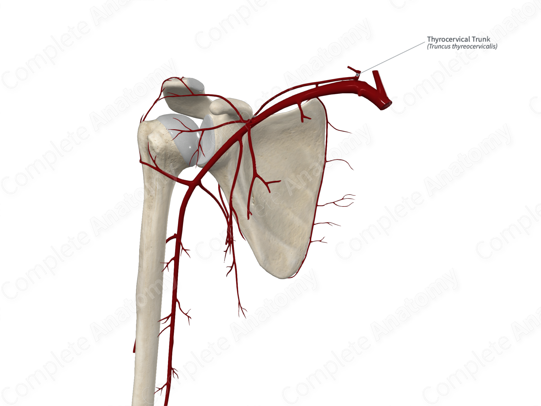 Thyrocervical Trunk | Complete Anatomy