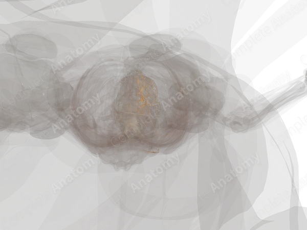 Cranial Nerves (Left)