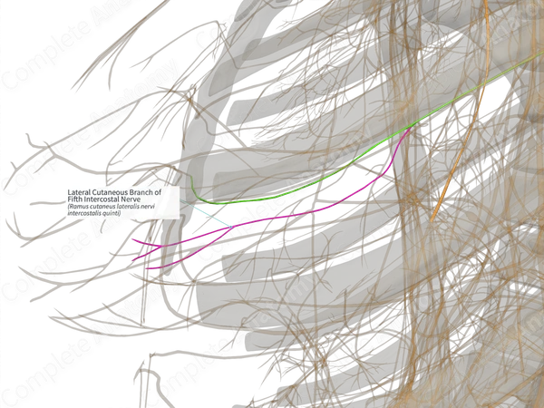 Lateral Cutaneous Branch of Fifth Intercostal Nerve (Right)