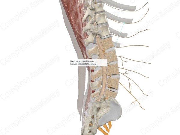 Sixth Intercostal Nerve