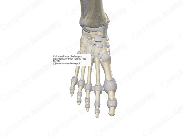 Collateral Interphalangeal Ligaments of Foot (Great Toe; Left)