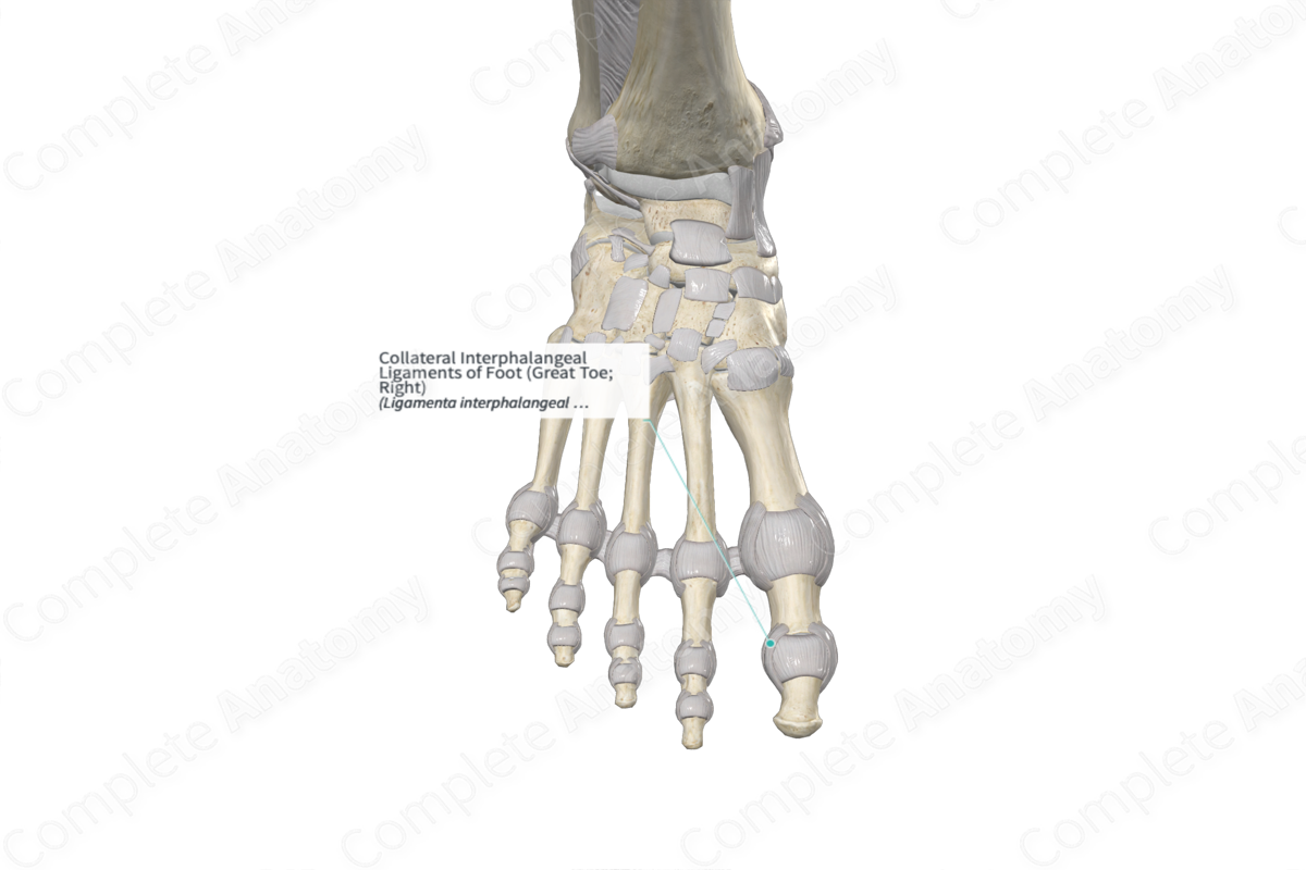 Collateral Interphalangeal Ligaments of Foot (Great Toe; Left)