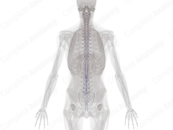 Veins of Spinal Cord