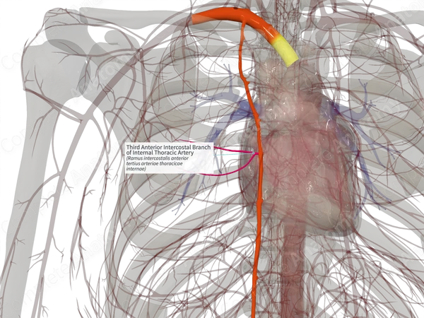 Third Anterior Intercostal Branch of Internal Thoracic Artery (Right)