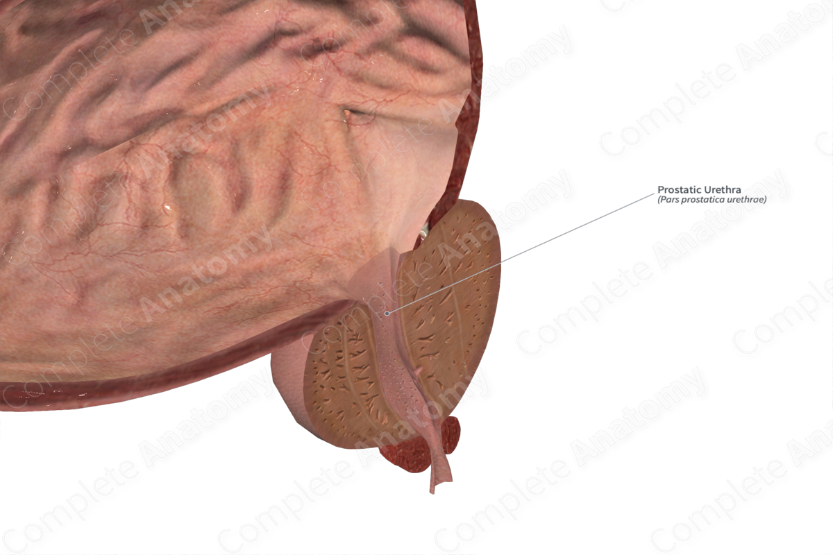 Prostatic Urethra