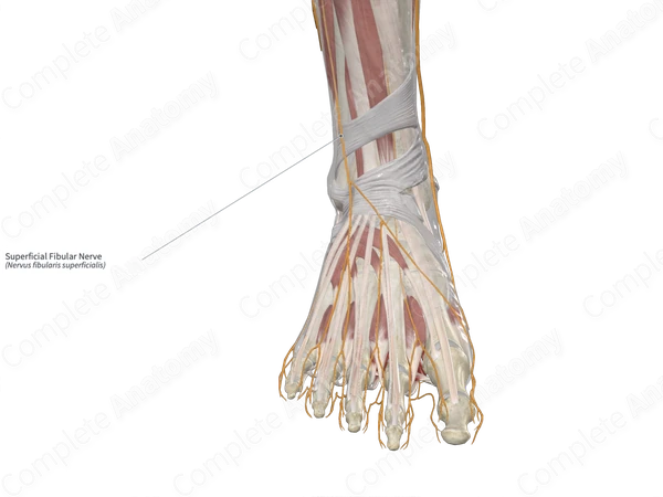 Superficial Fibular Nerve