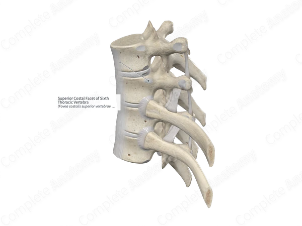 Superior Costal Facet of Sixth Thoracic Vertebra