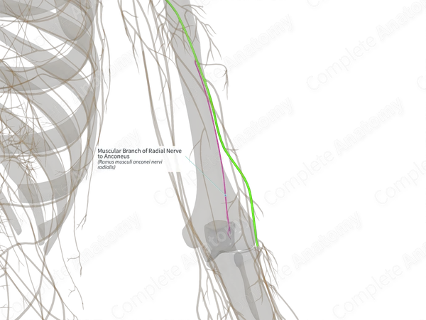Muscular Branch of Radial Nerve to Anconeus (Right)