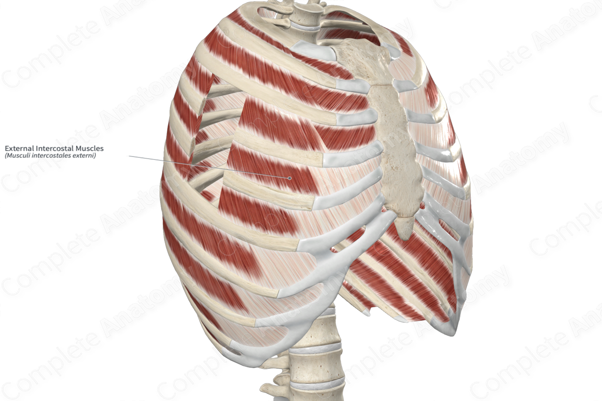 External Intercostal Muscles 
