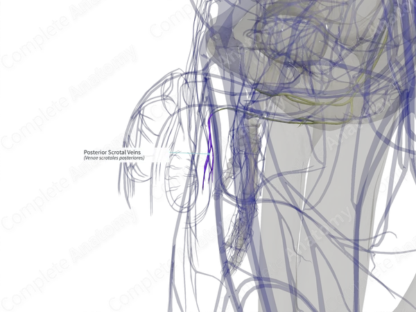 Posterior Scrotal Veins (Left)