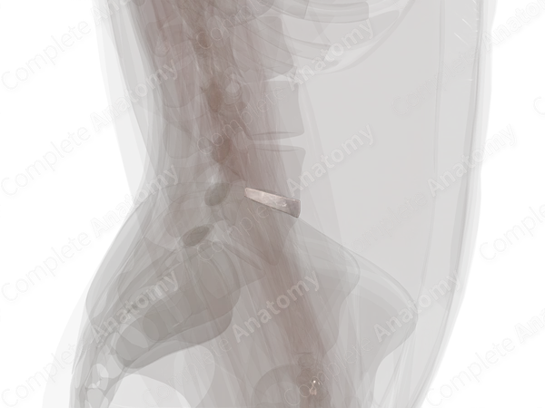 Intervertebral Disc (L4-L5)