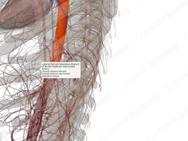 Lateral Dorsal Cutaneous Branch of Ninth Posterior Intercostal Artery (Right)
