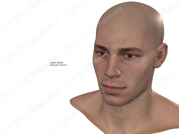 Lower Eyelid