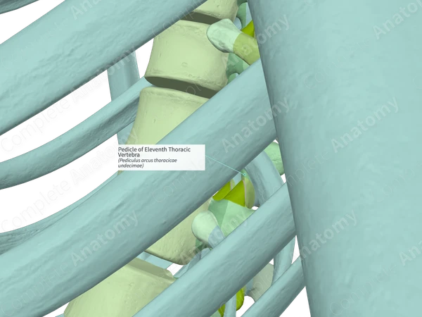 Pedicle of Eleventh Thoracic Vertebra (Right)