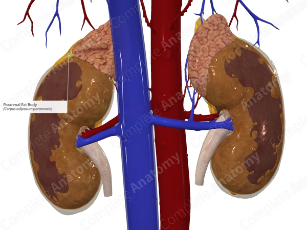 Pararenal Fat Body