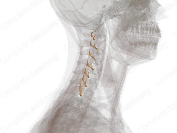 Cervical Spinal Roots & Ganglia (Left)