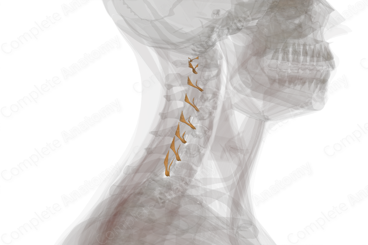 Cervical Spinal Roots & Ganglia (Left)