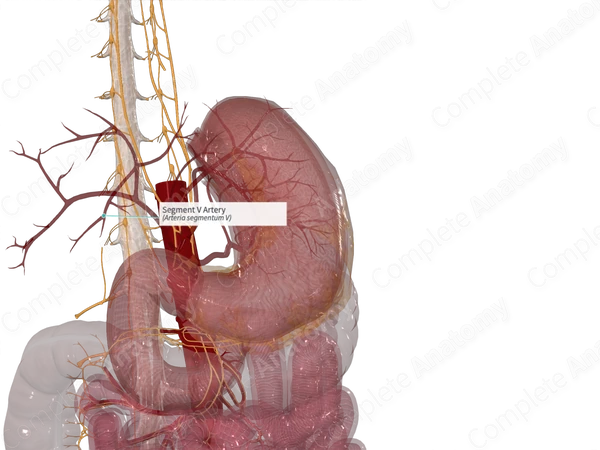 Segment V Artery