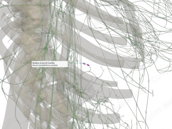 Nodes Around Cardia
