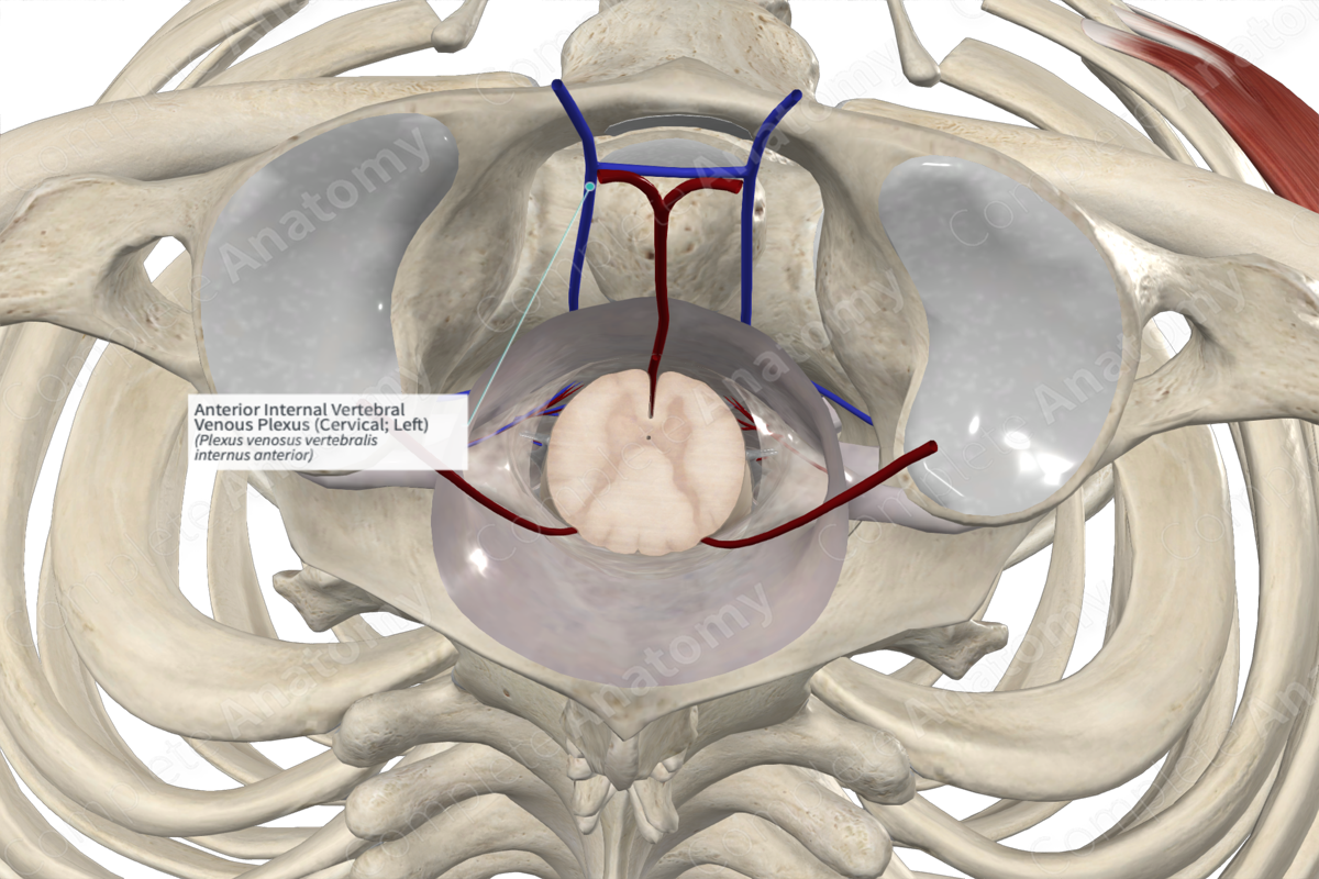 Anterior Internal Vertebral Venous Plexus (Cervical; Left)