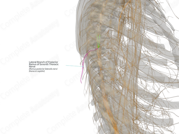 Lateral Branch of Posterior Ramus of Seventh Thoracic Nerve (Left)