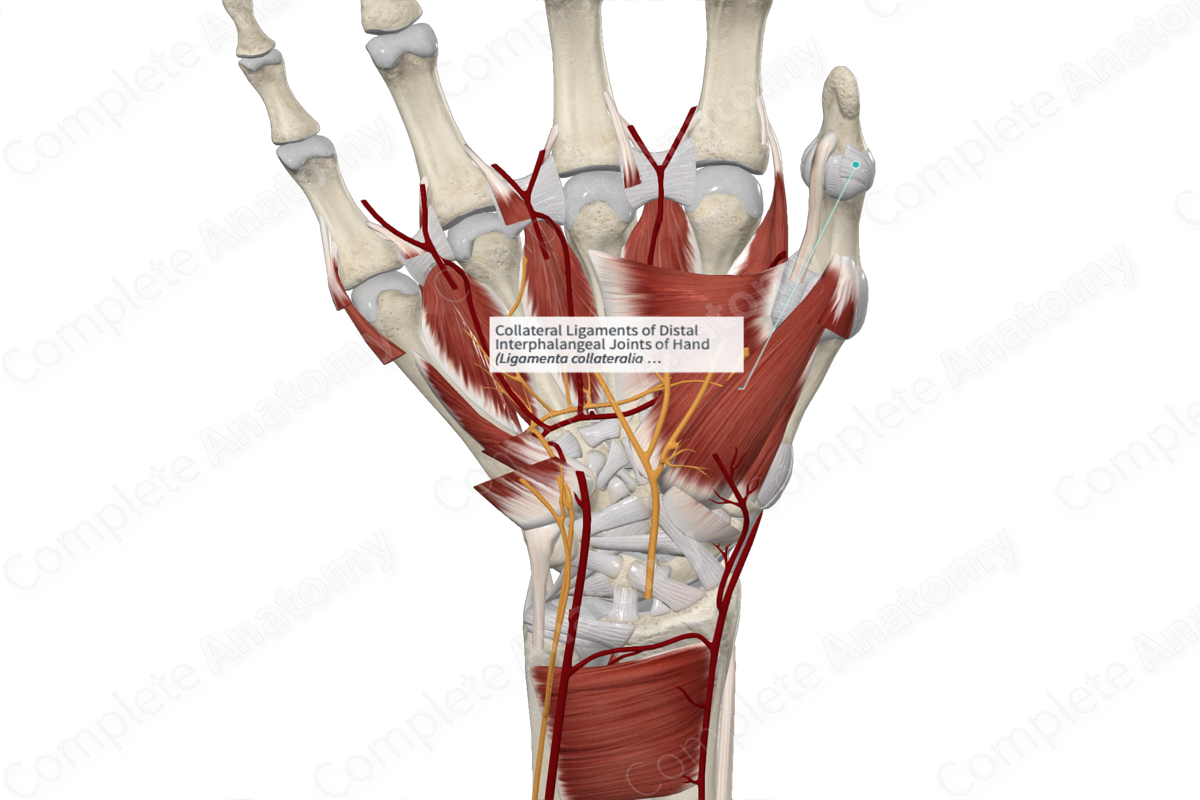 Collateral Ligaments of Distal Interphalangeal Joints of Hand 