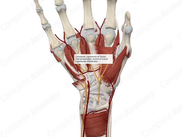 Collateral Ligaments of Distal Interphalangeal Joints of Hand
