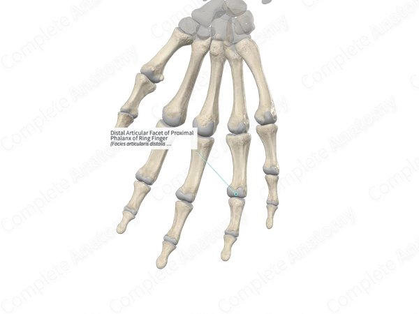 Distal Articular Facet of Proximal Phalanx of Ring Finger