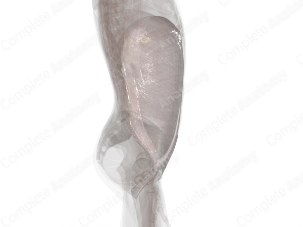 Fasciae of Abdomen