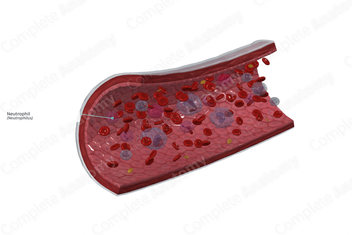 Neutrophil | Complete Anatomy
