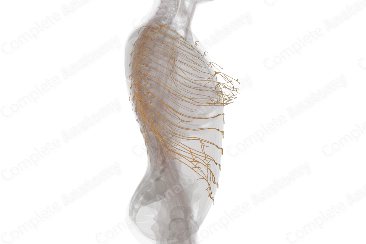 Thoracic Nerves