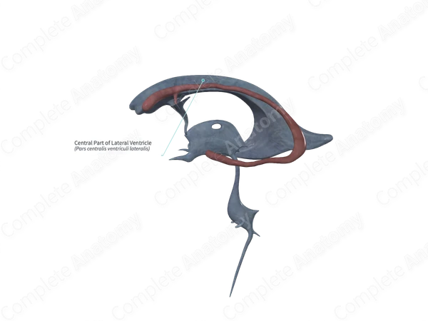Central Part of Lateral Ventricle