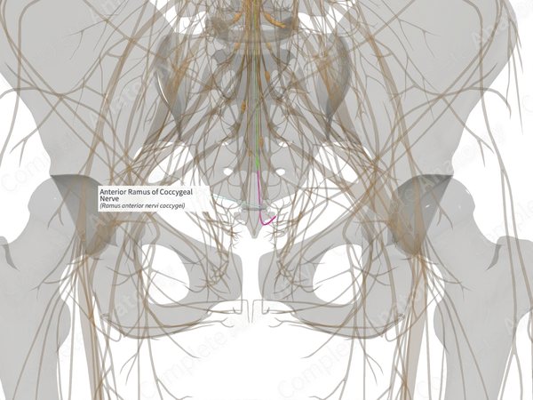 Anterior Ramus of Coccygeal Nerve (Left)