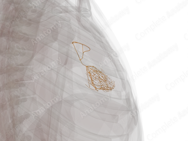Conducting System of Heart