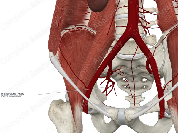 Inferior Gluteal Artery 