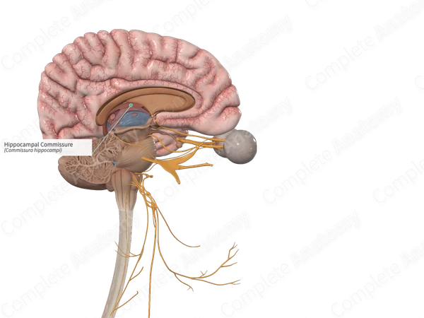Hippocampal Commissure