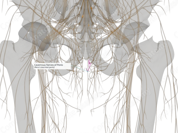 Cavernous Nerves of Penis (Left)