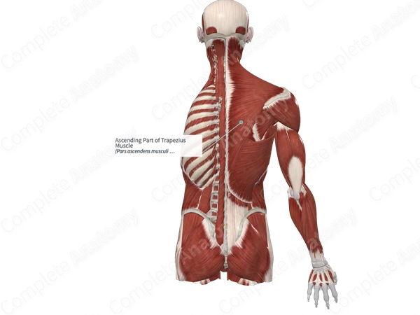 Ascending Part of Trapezius Muscle