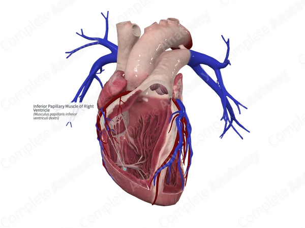 Inferior Papillary Muscle of Right Ventricle
