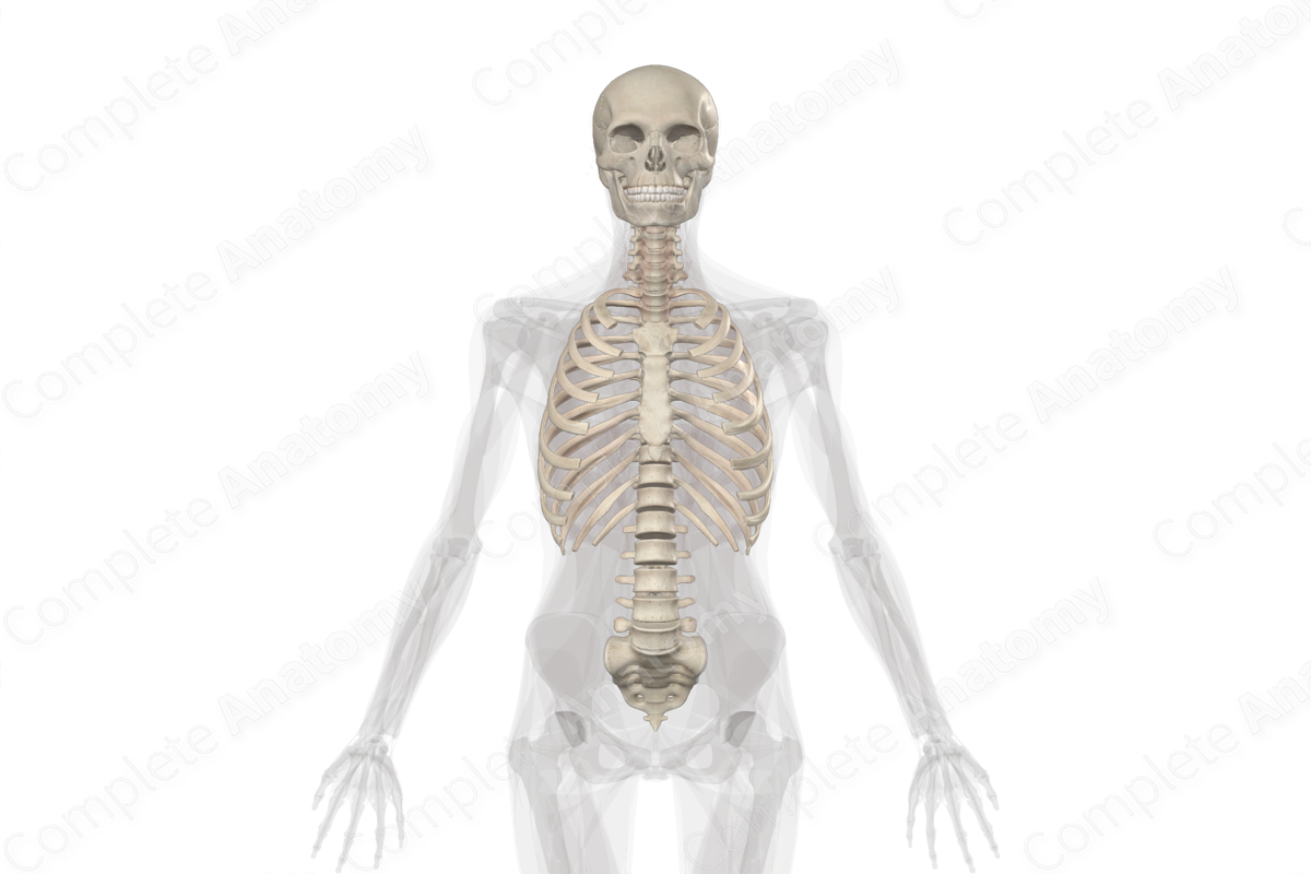 Complete Anatomy Biology Diagrams