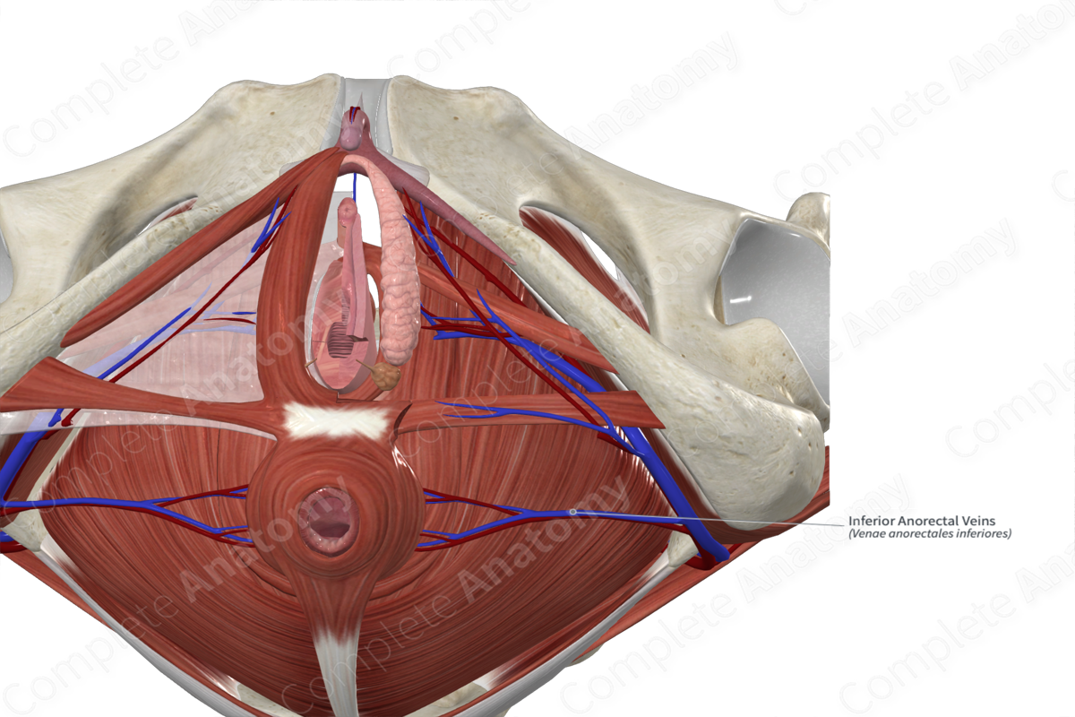 Inferior Anorectal Veins 