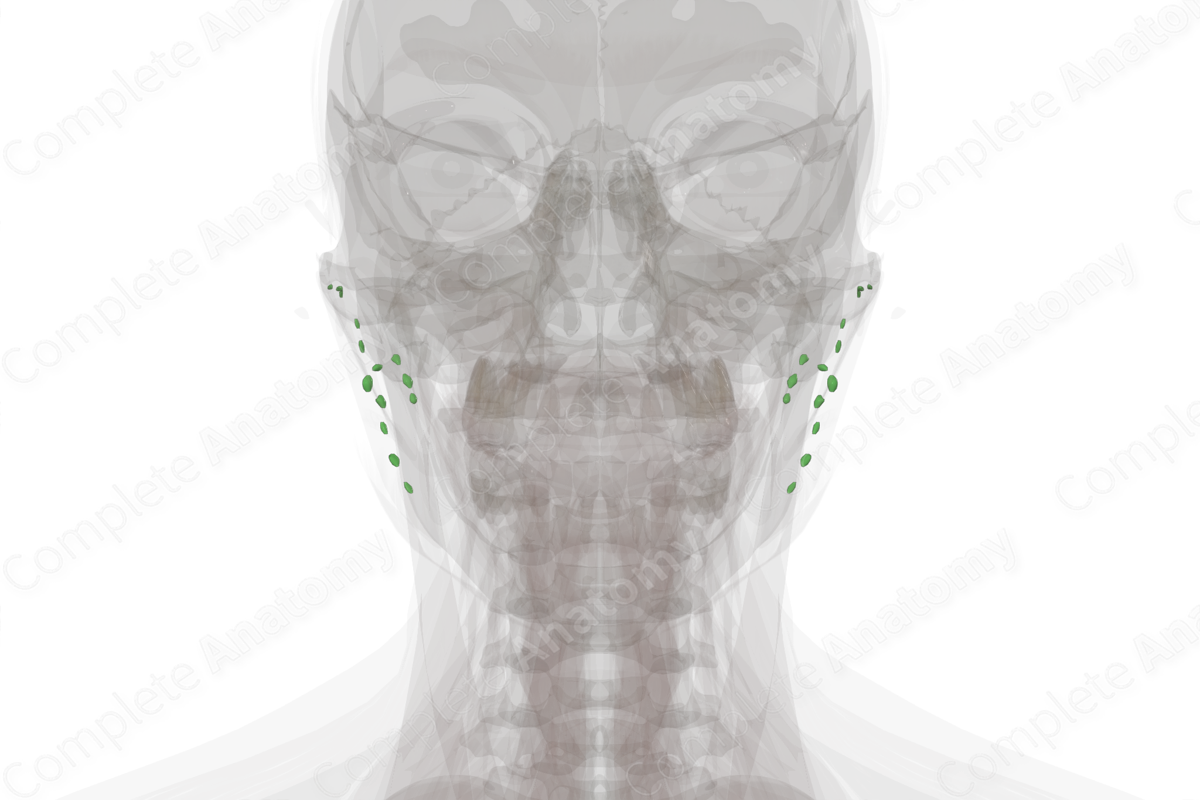 Parotid Nodes