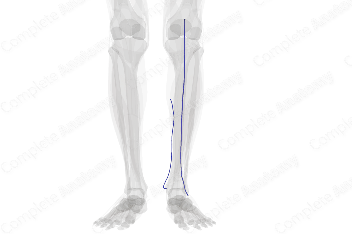 Superficial Veins of Leg (Left)