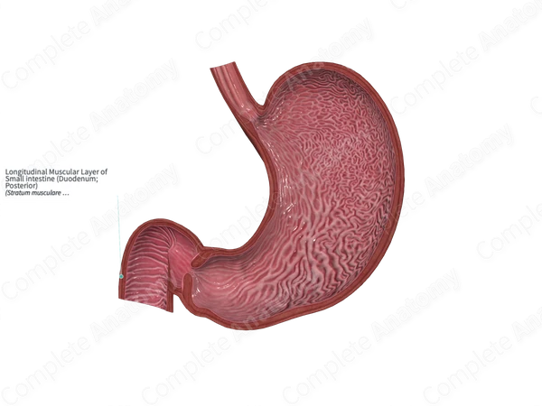 Longitudinal Muscular Layer of Small intestine (Duodenum; Posterior)
