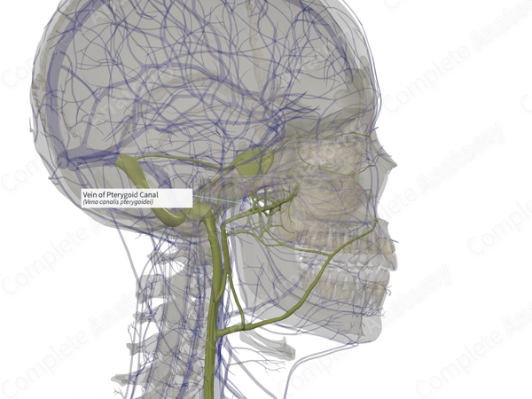 Vein of Pterygoid Canal (Right)