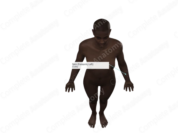 Skin (Forearm; Left)