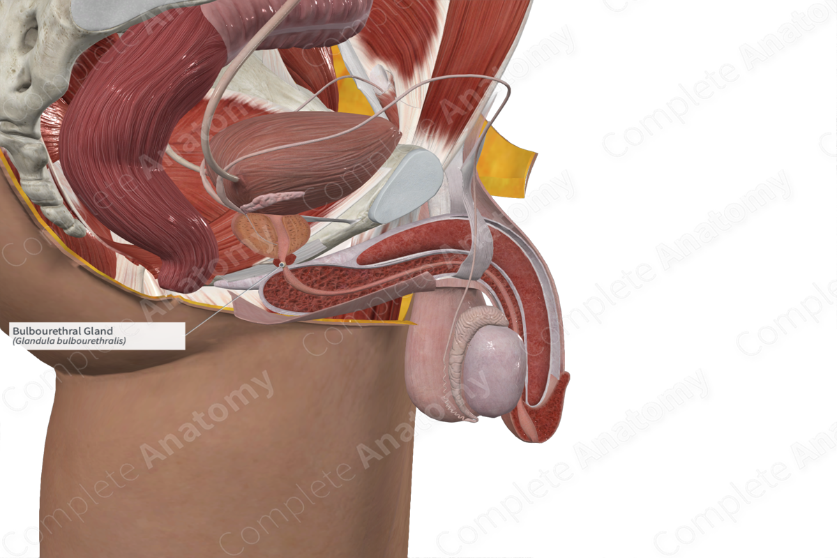 Bulbourethral Gland 